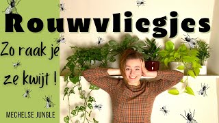 ROUWVLIEGJES Op Je Kamerplanten  Wat Kan Je Eraan Doen [upl. by Clarise318]