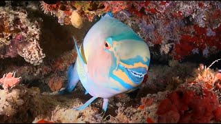 Why Parrotfish are Important [upl. by Cavil640]