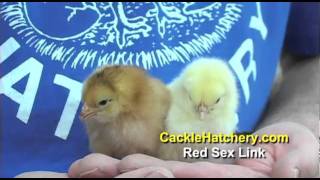 Red Sex Link Chicken Breed  Cackle Hatchery [upl. by Gow]