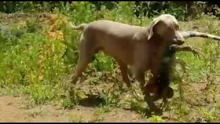 Weimaraner vs iguana [upl. by Lingwood]