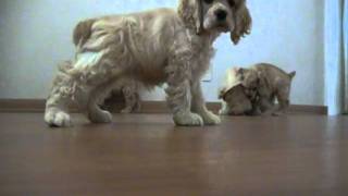 Cocker Spaniel Puppies check out camera [upl. by Enaile]