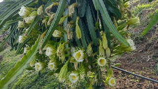 Muitas variedades de pitaya com botão floral e florindoveja como está o pitayal [upl. by Kitty]