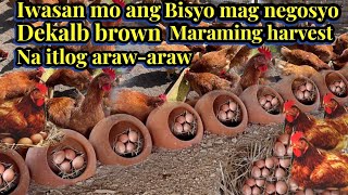 DEKALB BROWN CHICKEN MARAMING HARVEST NA ITLOG ARAWARAW iwasan ang BiSYO mag negosyo para umasenso [upl. by Compton]