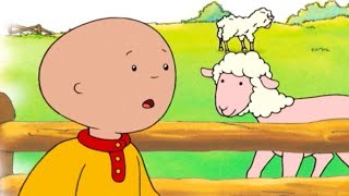 Caillou et la Tonte des Moutons  Caillou en Français [upl. by Amla30]