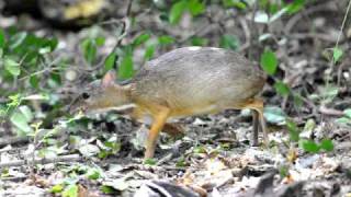 Lesser Chevrotain [upl. by Lehman189]