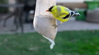 Exploring the Beauty of American Goldfinches 🐤 Spinus tristis Stunning Specimens [upl. by Yblok]