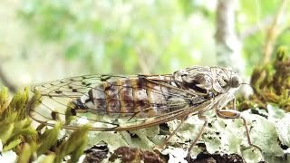 Chants des cigales France Cicadas sounds HD [upl. by Lyrad]