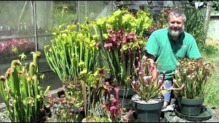 Sarracenia in Peak Season July 2017 [upl. by Bogusz]