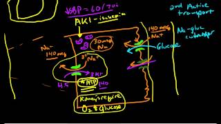 Renal Physiology Reabsorption and Excretion [upl. by Bethezel]