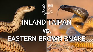 Inland taipan vs Eastern brown snake  Battle of the deadly snakes [upl. by Tirrag733]