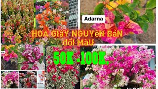 22924 Hoa kiểng Hảo Lê 0388711239 Giao Lưu Hoa giấy nguyên bản 50100k [upl. by Ardnayek]