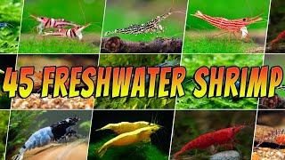 45 Stunning Freshwater Aquarium Shrimps Rare amp Common Shrimp Varieties [upl. by Nohsar859]