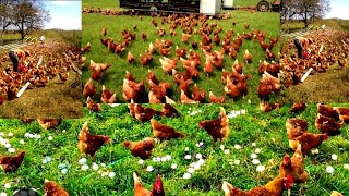 why you should apply free range system in your poultry farm [upl. by Silsby761]