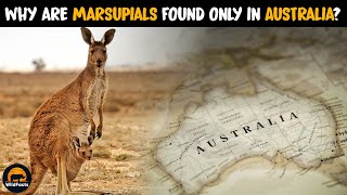 Why Most Marsupials Are Found in Australia [upl. by Rizika]