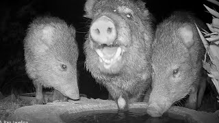 Triple Slurp and Trash Bag Javelina [upl. by Gilford]