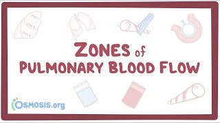 Zones of pulmonary blood flow [upl. by Mariande]