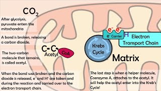 Acetyl CoA Formation [upl. by Lemart]