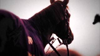 2013年 有馬記念 JRA CM THE LEGEND テイエムオペラオー 15秒ver [upl. by Fiona]