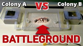 I CREATED AN ANT WAR  D colony [upl. by Hallett522]