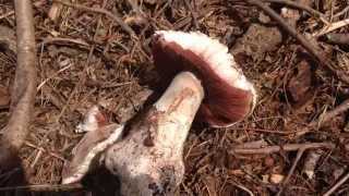 Agaricus bitorquis Huge mushroom The Pavement Mushroom edible mushrooms Wild Food [upl. by Mariano987]