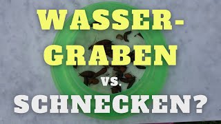 Schneckenkragen als Wassergraben gegen Schnecken im Test [upl. by Ymeon]