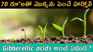 what is gibberellic acid  gibberellic acids on plant growth [upl. by Ailuj]