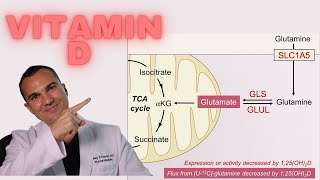 Vitamin D KILLS Cancer BLOCKS Glutamine Uptake and Utilization [upl. by Arved499]