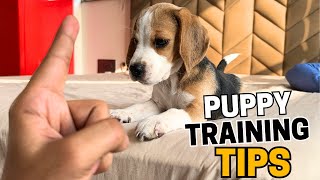 Beagle Puppy Training 12 Tips from a Dog Trainer [upl. by Eniamret]