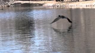 Cormorant Flying With Sounds [upl. by Iccir892]