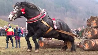 40 Momentos com Cavalos Incríveis Que Você Não se Arrependerá de Ter Visto [upl. by Eleph]