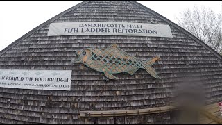 Damariscotta Fish Ladder 2022 [upl. by Parrish]