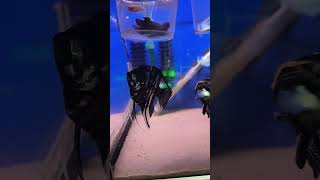 New AngelFish From Aquarium Daily AquariumDailyUK [upl. by Dloreh]