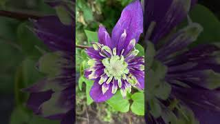 Taiga Clematis I thought it’s a goner after I transplanted last late winter Zone 6a 🇺🇸 [upl. by Macomber]