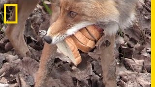 Chernobyl Fox Makes a SixLayer Sandwich  National Geographic [upl. by Artenehs532]