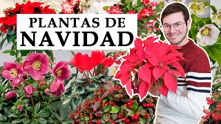 TOP 6 plantas de Navidad [upl. by Kadner]