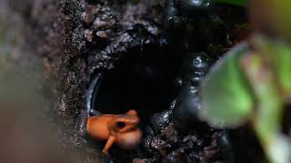 Oophaga Pumilio Almirante Courting [upl. by Duer128]