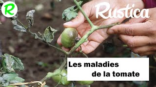 Lutter contre les maladies de la tomate [upl. by Aletse]