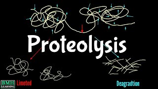 Proteolysis  Proteolytic Degradation  Zymogen Activation  Proteolytic Cleavage [upl. by Mella]