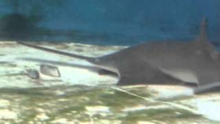 The function of the sawfishs saw Movie S1 [upl. by Beatrix]