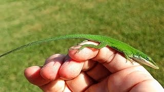 Friendly Green Anole Lizard [upl. by Dru207]