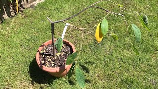 Annona Atemoya x Geffner my only surviving grafted Annona very sickly but still alive [upl. by Hanala]