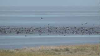 Cormorant Feeding Frenzy Birds  Outer Banks North Carolina October 18 2012 [upl. by Aliehs719]