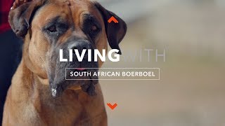 LIVING WITH SOUTH AFRICAN BOERBOEL [upl. by Nnyleimaj]