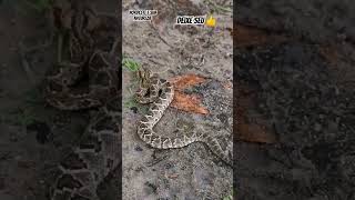 Crotalus durissus Cascavel amazing selvagens animals nature wildanimals serpent [upl. by Devina646]