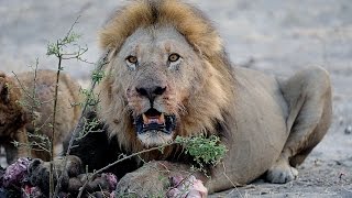 LIONS VS HYENAS  Clash of Enemies [upl. by Hcnarb]