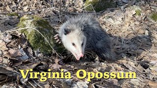 Virginia Opossum [upl. by Rubens]