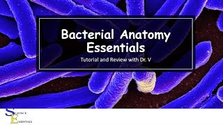 Comparing Eukaryotes amp Prokaryotes  Alevel Biology  OCR AQA Edexcel [upl. by Krueger]