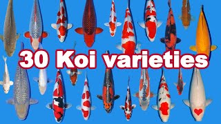 30 Koi Fish varieties types and characteristics [upl. by Grand]