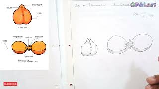 How to draw a structure of Brassica Flower diagram on Biology Practical copy [upl. by Alphard726]