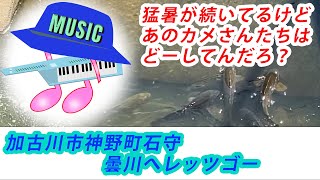 加古川市の曇川猛暑の中ひっさしぶりに行ってきたよ あいつらは元気なのかな？？ [upl. by Nner982]